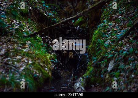 Ein ruhiger Bach schlängelt sich durch leuchtend grüne Blätter im Herzen eines üppigen Waldes und bietet einen friedlichen und ruhigen Rückzugsort in die Natur. Stockfoto