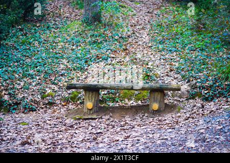 Ein malerischer Pfad mit bunten Herbstblättern, der durch einen ruhigen Wald führt. Stockfoto