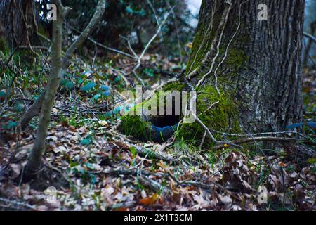 Ein majestätischer großer Baum mit üppigen Blättern, die auf dem Boden verstreut sind, schafft eine malerische Szene in der ruhigen Natur. Stockfoto