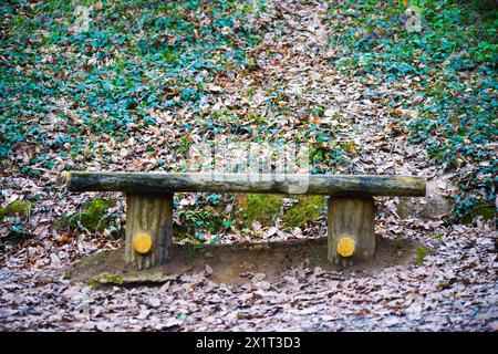 Ein malerischer Pfad mit bunten Herbstblättern, der durch einen ruhigen Wald führt. Stockfoto