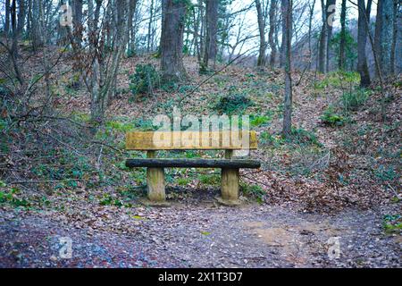 Eine ruhige Bank inmitten des Waldes, ein ruhiger Ort für Nachsicht und Entspannung in der umliegenden Natur. Stockfoto