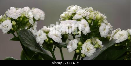 Kalanchoe Blossfeld ist eine mehrjährige krautige Sukulent blühende Pflanze der Crassulaceae Familie. Stockfoto