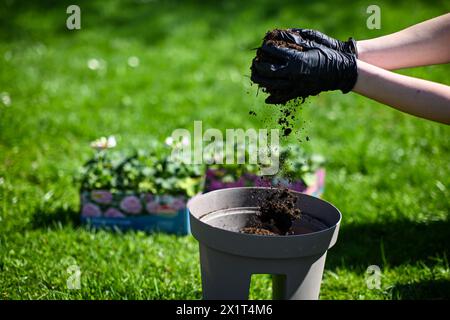 Vorbereitung zum Pflanzen von Blumen. Eine Frau in Handschuhen gießt Erde in einen Blumentopf. Der Boden schwebt wunderbar in der Luft. Stockfoto