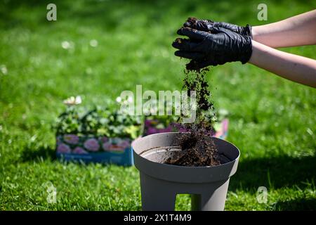 Vorbereitung zum Pflanzen von Blumen. Eine Frau in Handschuhen gießt Erde in einen Blumentopf. Der Boden schwebt wunderbar in der Luft. Stockfoto