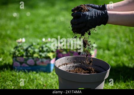 Vorbereitung zum Pflanzen von Blumen. Eine Frau in Handschuhen gießt Erde in einen Blumentopf. Der Boden schwebt wunderbar in der Luft. Stockfoto
