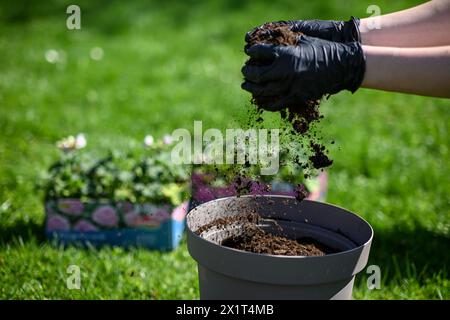 Vorbereitung zum Pflanzen von Blumen. Eine Frau in Handschuhen gießt Erde in einen Blumentopf. Der Boden schwebt wunderbar in der Luft. Stockfoto