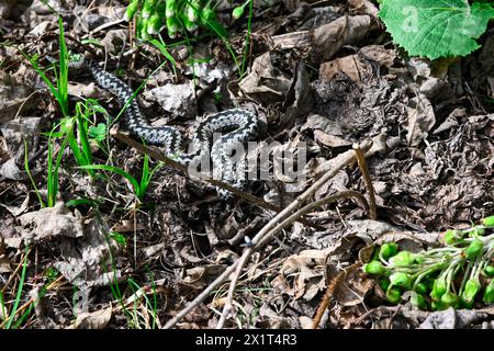 Eine junge Viper-Schlange sonnt sich zwischen Blättern und Gras. Stockfoto