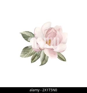 Zusammensetzung der hellrosa Magnolienblüte mit Blättern. Floral Aquarell Illustration Hand gemalt isoliert auf weißem Hintergrund. Frühlingsblüte für PR Stockfoto