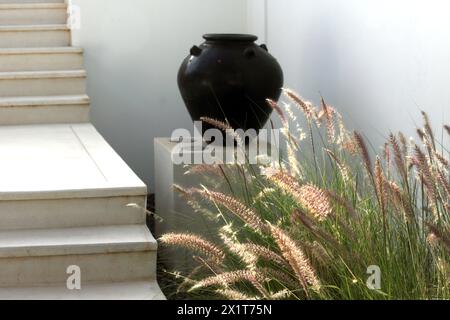 Black Pot by Miniature Fountain Grass (Pennisetum Setaceum) im Chedi Hotel Muscat Oman Stockfoto