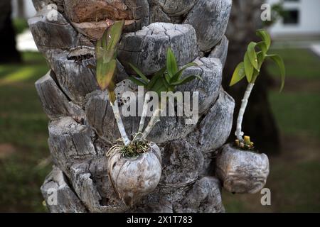 Pink Rock Orchid (Dendrobium Kingianum) auf Palme im Chedi Hotel Muscat Oman Stockfoto