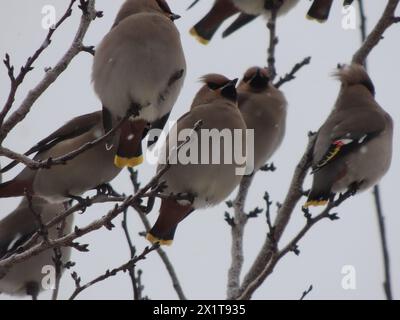 Waxwings im Winter Stockfoto