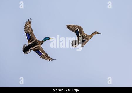 Paare Mallard, Anas platyrhynchos, Vogel im Flug über dem Quellsee Stockfoto