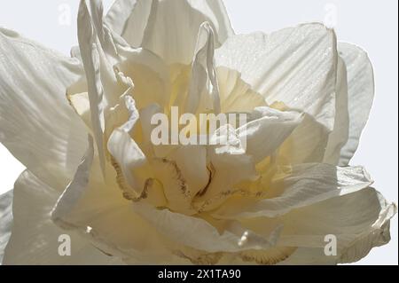 Makroansicht der Blütenblätter einer weißen Pfingstrosenblüte im Frühjahr Stockfoto