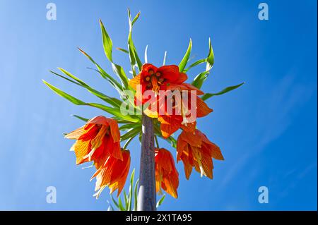 Erstaunliche Krone Kaiserblume in orange gegen den blauen Himmel Stockfoto