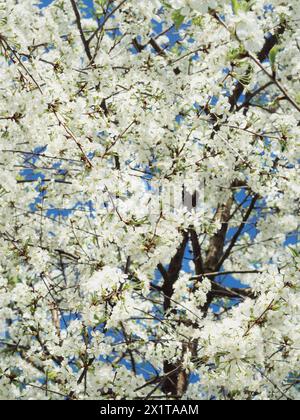 Vertikale Aufnahme eines Kirschbaums in voller Blüte gegen den klaren blauen Himmel. Stockfoto