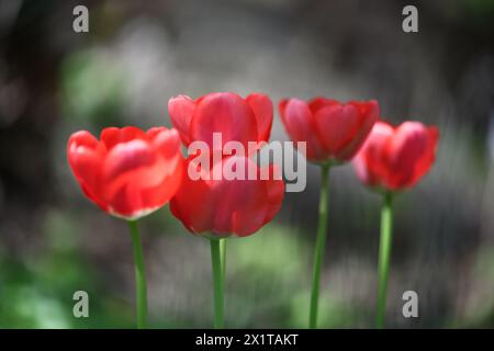 Rote Tulpenblüten aus nächster Nähe. Naturfotografie Stockfoto