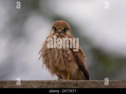 Bei der Jagd schwebt der gewöhnliche Turmfalke typischerweise etwa 15 m über dem Boden, entweder durch Einfliegen in den Knast oder durch Aufsteigen mit dem Ridge Lift. Stockfoto