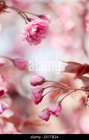 Floraler Hintergrund von Sakura-Blüten mit ungeöffneten Knospen und zarten Blütenblättern in pastellrosa Farbe Stockfoto