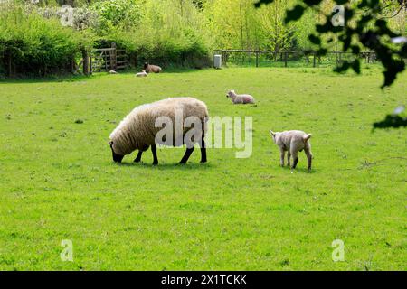 Frühlingsszene, St. Fagans National Museum of History/Amgueddfa Werin Cymru, Cardiff, Südwales, Großbritannien. Stockfoto