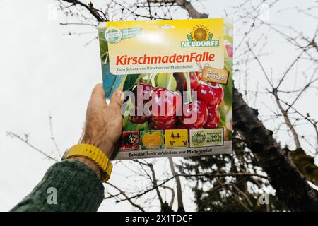 Paris, Frankreich - 9. März 2024: Eine Person hält eine Neudorff Kirschfalle vor dem Hintergrund eines ruhenden Kirschbaumes in die Hand; eine umweltfreundliche Gartenlösung Stockfoto