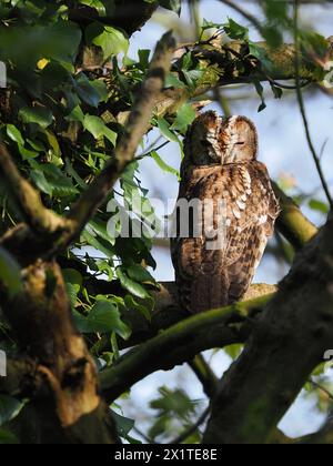 Tawny-Eulen sind frühe Züchter, die oft auf Ästen oder an Stämmen sitzen, wenn ihre Partner auf Eiern oder mit jungen Küken sind. Stockfoto