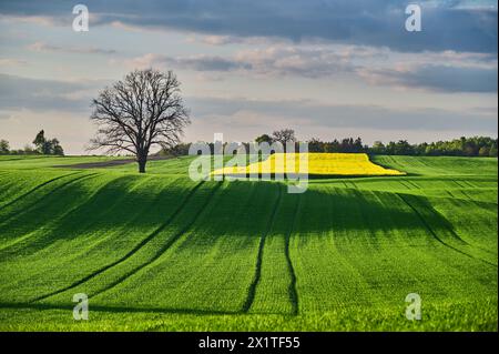 Einsame Eiche auf einem grünen Getreidefeld im Frühling in der Nähe des Waldes Stockfoto