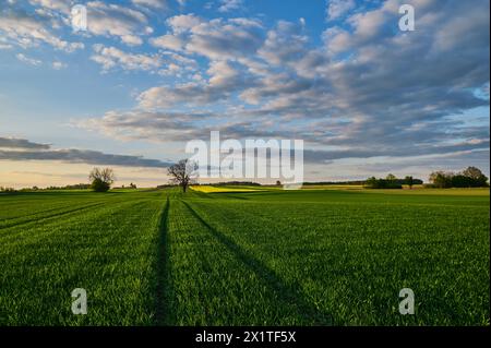 Ein ländlicher Blick auf ein Getreidefeld und eine Eiche, die am Abend darauf wächst, vor einem blauen Himmel mit Wolken Stockfoto