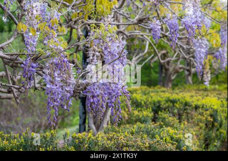 Wisteria floribunda, japanische Glyzinien, blüht in einem Frühlingsgarten. Stockfoto