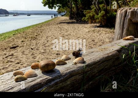 Muscheln und Kieselsteine auf einem Holzzaun auf einem abgeschiedenen mit einer Familie (nicht identifizierbar), die am Ufer im Hintergrund läuft Stockfoto