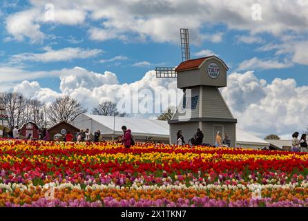 Besucher mit einer Windmühle in Tulpenfeldern, Tulleys Tulip fest auf der Tulleys Farm, Turners Hill, Crawley, West Sussex, Großbritannien im April Stockfoto