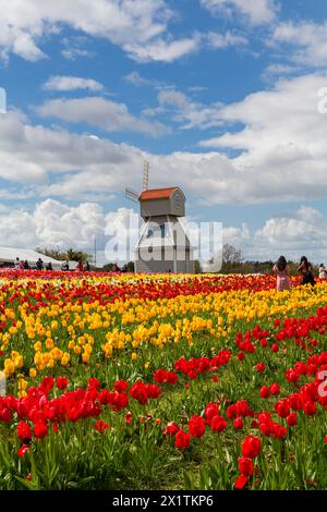 Besucher mit einer Windmühle in Tulpenfeldern, Tulleys Tulip fest auf der Tulleys Farm, Turners Hill, Crawley, West Sussex, Großbritannien im April Stockfoto