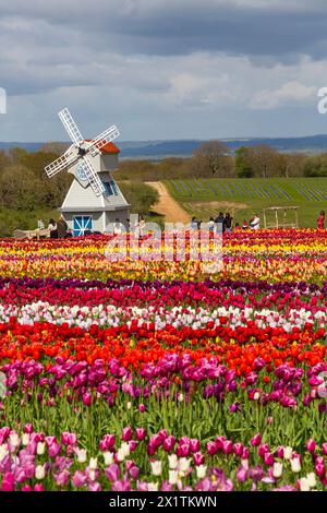 Besucher mit einer Windmühle in Tulpenfeldern, Tulleys Tulip fest auf der Tulleys Farm, Turners Hill, Crawley, West Sussex, Großbritannien im April Stockfoto