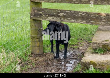 Ein schwarzer labrador-Retriever, der unter einem hundefreundlichen Stiel in Yorkshire vorbeifährt. Stockfoto