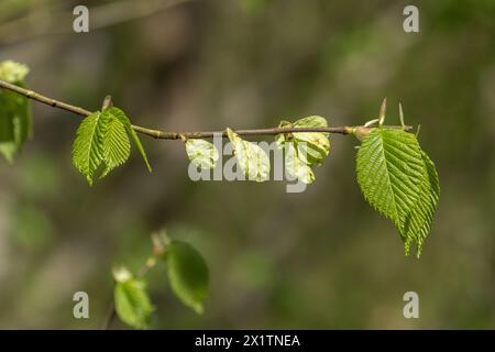 Die Blätter einer englischen Ulme (Ulmus procera) im Frühling. Die neuen Blätter kommen zusammen mit den flügelförmigen Früchten, auch bekannt als samaras. Stockfoto