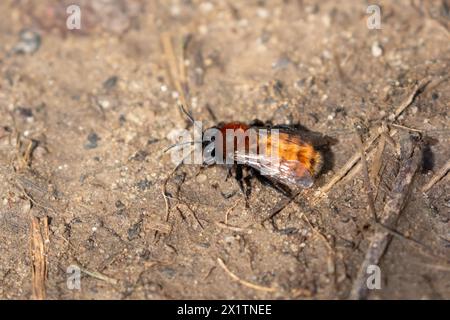 Tawny Mining Bee (Andrena fulva) auf einem sandigen Boden. Das ist ein Weibchen, es hat auffälligere Farben als das Männchen. Stockfoto