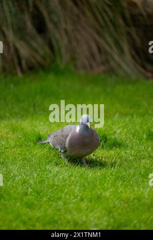 Große, graue ausgewachsene Holztaube [Columba palumbus] in einem Vorstadtgarten Stockfoto