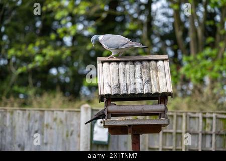 Eine Holztaube steht im Frühjahr auf einem Vogeltisch in einem Vorstadtgarten und blickt auf eine Amsel, die auf dem Vogeltisch darunter isst. Stockfoto