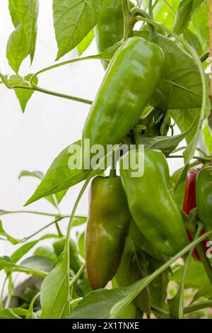 Eine frische grüne Paprika-Ernte auf Baum Stockfoto
