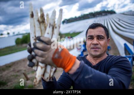 Tieplitz, Deutschland. April 2024. Adrian Hariga, ein Erntearbeiter aus Rumänien, hält ein Bündel frisch geernteten Spargel auf einem Feld des Landwirtschaftsunternehmens Mecklenburger frisch. Die Spargelernte hat in Mecklenburg-Vorpommern und vielen anderen bundesländern begonnen. Im Nordosten wurde 2023 weißer Spargel auf einer Fläche von 142 Hektar angebaut. Mit insgesamt 606 Tonnen entsprach dies einem durchschnittlichen Ertrag von 4,2 Tonnen pro Hektar. Quelle: Jens Büttner/dpa/Alamy Live News Stockfoto