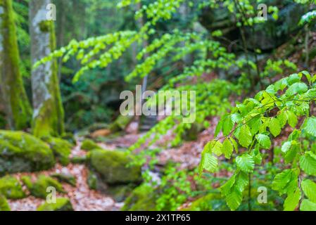 flussysper im Tal ypsertal im niederösterreichischen waldviertel *** fluss ysper im ypsertal in der niederösterreichischen Region waldviertel Copyright: XW.Simlingerx Stockfoto