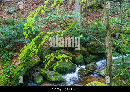 flussysper im Tal ypsertal im niederösterreichischen waldviertel *** fluss ysper im ypsertal in der niederösterreichischen Region waldviertel Copyright: XW.Simlingerx Stockfoto