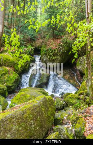 flussysper im Tal ypsertal im niederösterreichischen waldviertel *** fluss ysper im ypsertal in der niederösterreichischen Region waldviertel Copyright: XW.Simlingerx Stockfoto