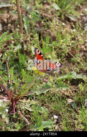 Pfauenfalter sitzt auf der Blume eines Löwenzahns Stockfoto