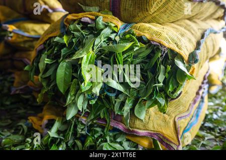 Geerntete Teeblätter in Säcken. Herstellungsverfahren in der Teefabrik in Sri Lanka. Stockfoto