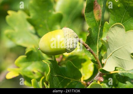 Nahaufnahme einer grünen Eichel, unreifen Frucht der englischen Eiche (Quercus pedunculata) oder Sommereiche oder englische Eiche (Quercus robur) umgeben von Eiche Stockfoto