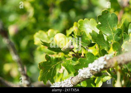 Grüne Eichel, unreife Früchte der englischen Eiche (Quercus pedunculata) oder Sommereiche oder englische Eiche (Quercus robur), die an einem von Eiche umgebenen Zweig hängen Stockfoto