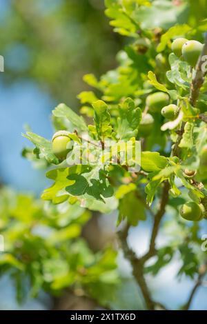Detaillierte Fotografie von grünen Eicheln, unreifen Früchten der englischen Eiche (Quercus pedunculata) oder Sommereiche oder englische Eiche (Quercus robur), Eichenblätter Stockfoto
