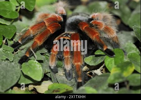 Mexikanische rotbeinige Tarantel oder orangenbeinige Tarantel (Brachypelma boehmei), in Gefangenschaft, in Mexiko vorkommen Stockfoto