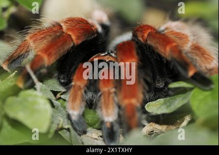 Mexikanische rotbeinige Tarantel oder orangenbeinige Tarantel (Brachypelma boehmei), in Gefangenschaft, in Mexiko vorkommen Stockfoto