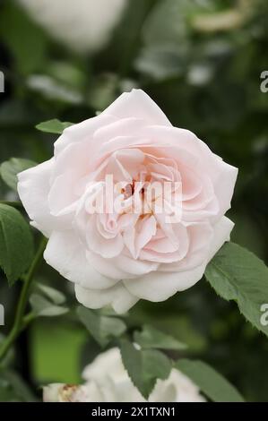 Gartenrose oder Rose „Graciosa“ (Rosa hybrida), Blume, Zierpflanze, Nordrhein-Westfalen, Deutschland Stockfoto